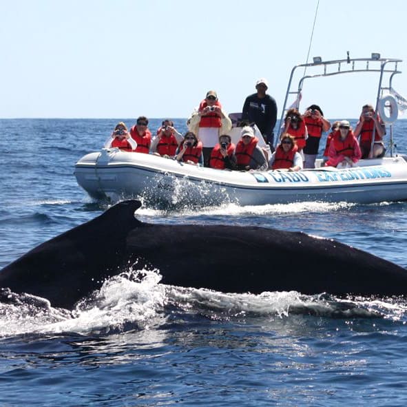 Gozar del avistamiento de ballenas